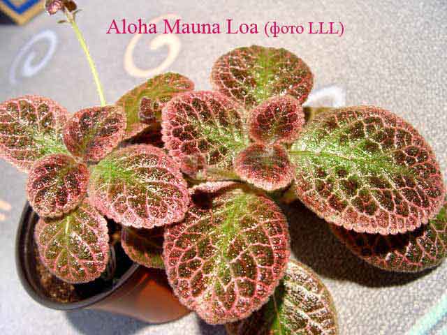 Эписция Aloha Mauna Loa.