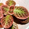 Эписция Aloha Mauna Loa