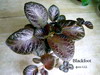 Эписция Blackfoot