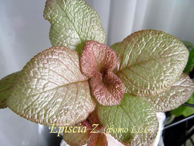  Episcia Z ( 2) 