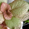 Эписция Episcia Z (голландка 2)