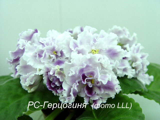 Фиалка РС-Герцогиня