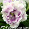 Фиалка РС-Герцогиня