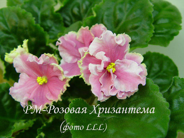 Осенние Хризантемы Фиалка Фото