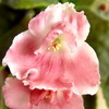 Фиалка РМ-Коралловый Соблазн