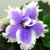 Фиалка ЛЕ-Нежная Сирень