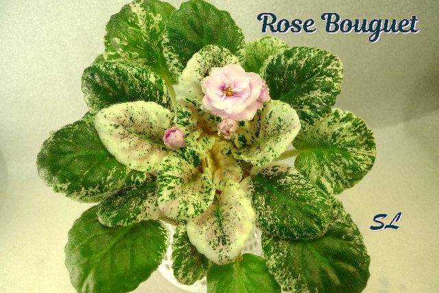  Rose Bouquet 
