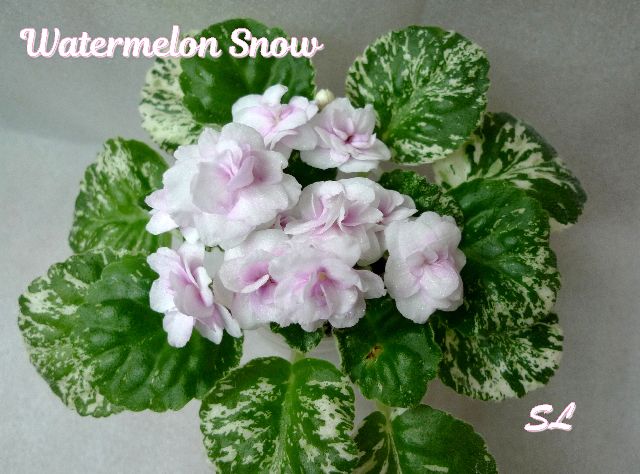  Watermelon Snow 