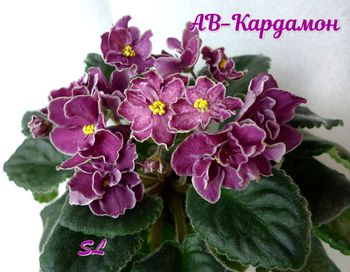 Фиалка Кардамон Фото И Описание Фиалка Кардамон Фото И Описание