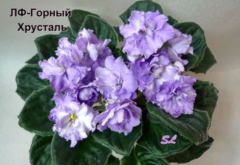 Фото Фиалки Горный Хрусталь