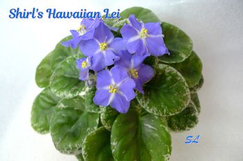  Shirls Hawaiian Lei 