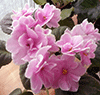 Pink Amiss