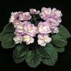 Фиалка Ness' Satin Rose