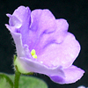 Фиалка Lavender Rage