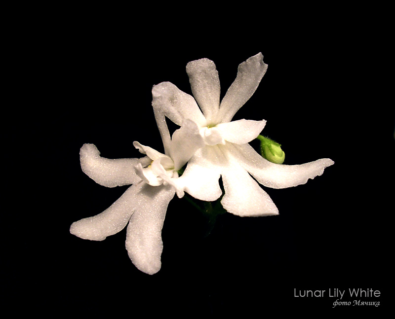 Фиалка Lunar Lily White 