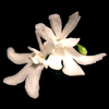 Фиалка Lunar Lily White