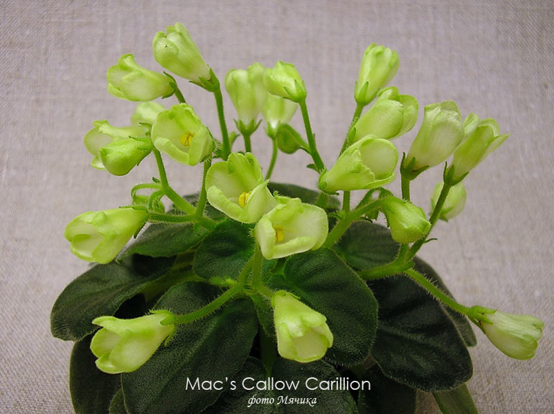  Mac's Callow Carillion 