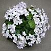 Фиалка White Robi