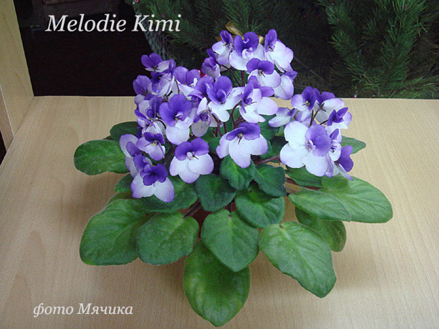 Фиалка Melodie Kimi
