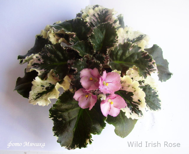  Wild Irish Rose 