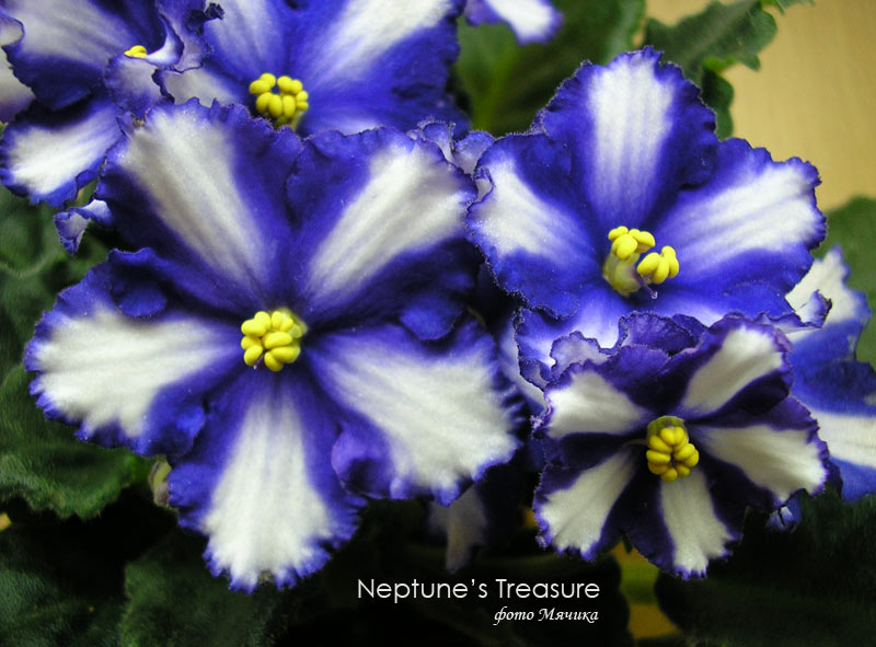  Neptune's Treasure 