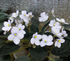 Фиалка S. diplotricha Parker