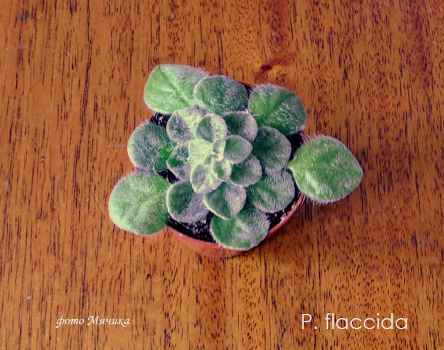  P. flaccida 