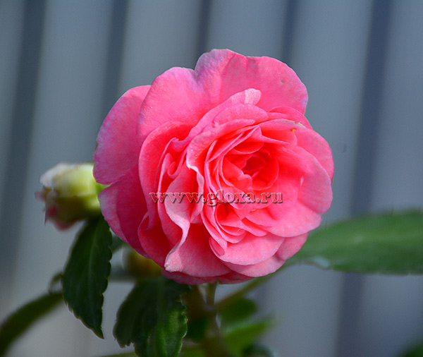  Pink Ruffles 