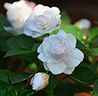    White Gardenia