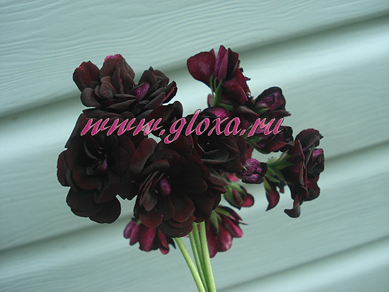  Royal Black Rose 