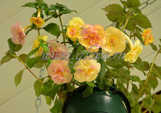 Ахименес   Yellow English Rose 