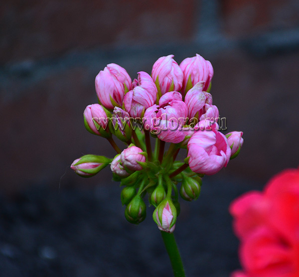  Pink Pandora 