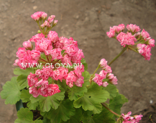  Swanland pink/Australien Pink Rosebud 