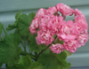 Пеларгония Swanland pink/Australien Pink Rosebud