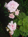  Milfield Rose