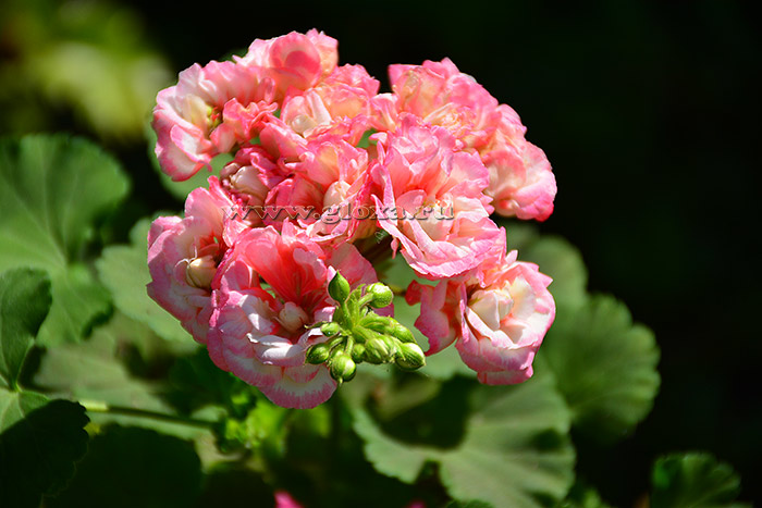  Exotica Appleblossom 