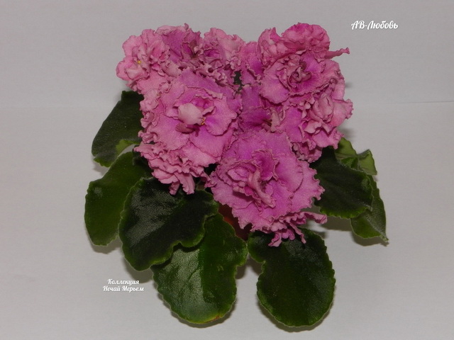 Pin by Анастасия Митрофанова on фиалки Plants, Flowers, Rose
