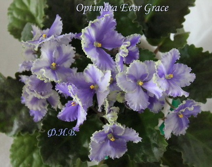  Optimara EverGrace 