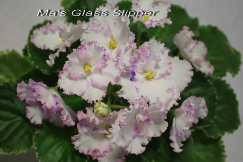  Ma's Glass Slipper 
