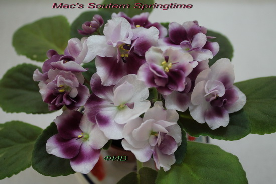  Mac's Soutern Springtime 