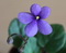 Фиалка Pixie Blue