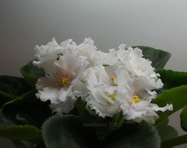 Органза Фиалка Фото Органза Фиалка Фото
