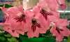 Стрептокарпус Passion Pink