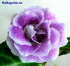Глоксиния Blue Perfect