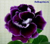 Глоксиния Midnight Purple