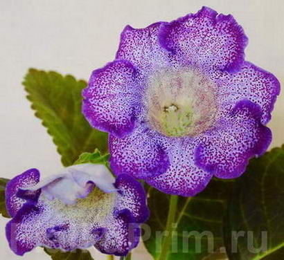  Tigrina  Viol 