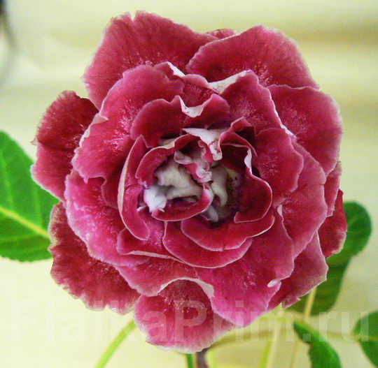 Глоксиния НТ-Шанхайская Роза 