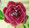 Глоксиния НТ-Шанхайская Роза