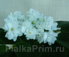 Фиалка Ballerina`s Gratia