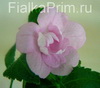 Ахименес Double Pink Rose